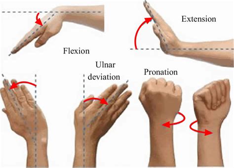 wrist radial and ulnar deviation